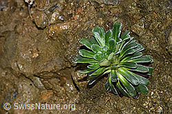 Foto: Safrangelber Steinbrech (Saxifraga mutata)