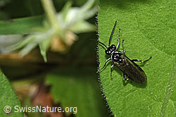 Macrophya alboannulata (F268301)