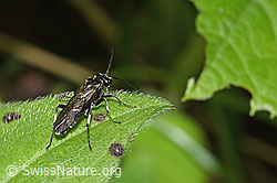 Macrophya alboannulata (F268303)
