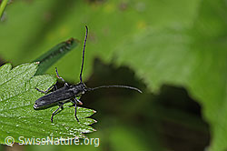 Zylindrischer Walzenhalsbock (Phytoecia cylindrica) (F268305)