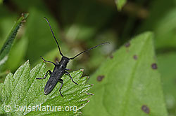 Zylindrischer Walzenhalsbock (Phytoecia cylindrica) (F268306)