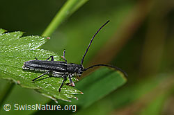 Zylindrischer Walzenhalsbock (Phytoecia cylindrica) (F268309)