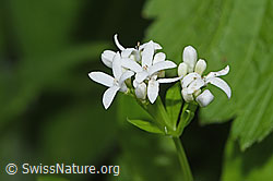 Echter Waldmeister (Galium odoratum) (F268311)