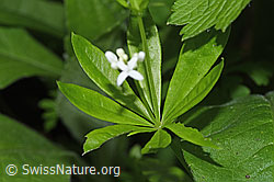 Echter Waldmeister (Galium odoratum) (F268312)