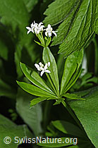 Echter Waldmeister (Galium odoratum) (F268313)
