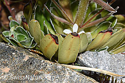 F276713: Strauss-Steinbrech (Saxifraga cotyledon)