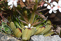 F276714: Strauss-Steinbrech (Saxifraga cotyledon)