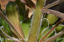 F276715: Strauss-Steinbrech (Saxifraga cotyledon)