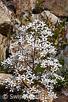 F276721: Strauss-Steinbrech (Saxifraga cotyledon)