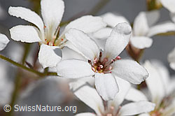 F276726: Strauss-Steinbrech (Saxifraga cotyledon)