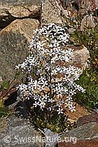 F276728: Strauss-Steinbrech (Saxifraga cotyledon)