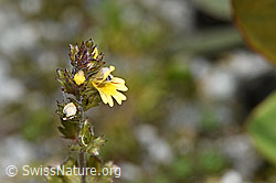 Zwerg-Augentrost (Euphrasia minima) (F276770)