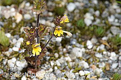 Zwerg-Augentrost (Euphrasia minima) (F276772)