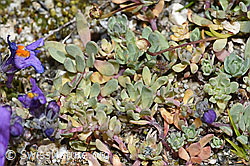 Alpen-Leinkraut (Linaria alpina) (F276794)