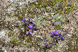 Alpen-Leinkraut (Linaria alpina) (F276795)
