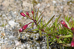 F276796: Fleischers Weidenröschen (Epilobium fleischeri)