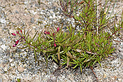 F276797: Fleischers Weidenröschen (Epilobium fleischeri)