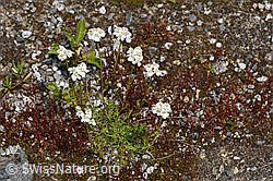 Moschus-Schafgarbe (Achillea erba-rotta) (07.2024, F276808)