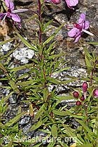 Fleischers Weidenröschen (Epilobium fleischeri) (F276812)