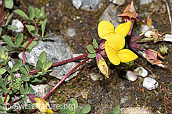 Alpen-Hornklee (Lotus alpinus) (F276816)