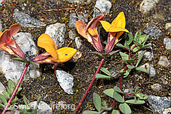 Alpen-Hornklee (Lotus alpinus) (F276817)
