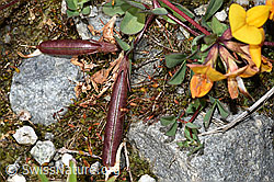 Alpen-Hornklee (Lotus alpinus) (F276826)