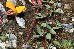 Alpen-Hornklee (Lotus alpinus) (F276829)