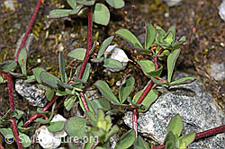 Alpen-Hornklee (Lotus alpinus) (F276830)