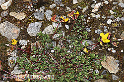 Alpen-Hornklee (Lotus alpinus) (F276834)