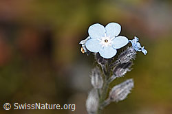 Alpen-Vergissmeinnicht (Myosotis alpestris) (F276840)