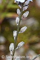 Alpen-Vergissmeinnicht (Myosotis alpestris) (F276842)