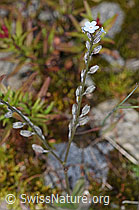 Alpen-Vergissmeinnicht (Myosotis alpestris) (F276844)