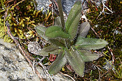 Alpen-Vergissmeinnicht (Myosotis alpestris) (F276845)