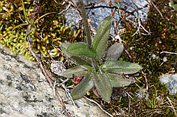 Alpen-Vergissmeinnicht (Myosotis alpestris) (F276846)