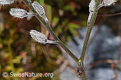 Alpen-Vergissmeinnicht (Myosotis alpestris) (F276847)
