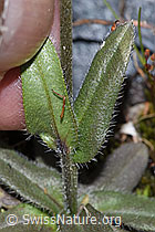 Alpen-Vergissmeinnicht (Myosotis alpestris) (F276848)