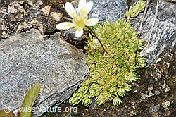 Moosartiger Steinbrech (Saxifraga bryoides) (F276854)