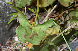 F276863: Schildblättriger Ampfer (Rumex scutatus)