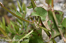 F276864: Schildblättriger Ampfer (Rumex scutatus)