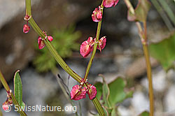F276866: Schildblättriger Ampfer (Rumex scutatus)