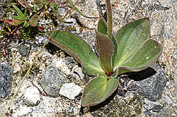 F276873: Arnika (Arnica montana)