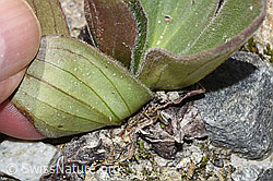 F276875: Arnika (Arnica montana)