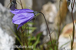 Scheuchzers Glockenblume (Campanula scheuchzeri) (F276881)