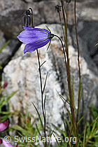 Scheuchzers Glockenblume (Campanula scheuchzeri) (F276884)
