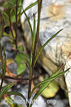 Scheuchzers Glockenblume (Campanula scheuchzeri) (F276886)