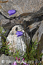 Scheuchzers Glockenblume (Campanula scheuchzeri) (F276888)
