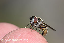 F276913: Schwebfliege der Gattung Platycheirus