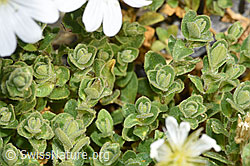 F276928: Einblütiges Hornkraut (Cerastium uniflorum)