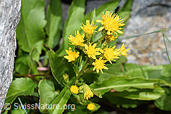 Alpen-Goldrute (Solidago virgaurea ssp. minuta) (F276935)