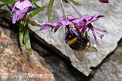 Dunkle Erdhummel (Bombus terrestris)<br/>Fleischers Weidenröschen (Epilobium fleischeri)